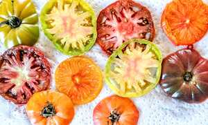 Tomates en processus de dégorgement